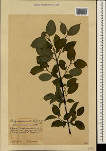 Свидина южная (C.A.Mey.) Jáv., Крым (KRYM) (Россия)