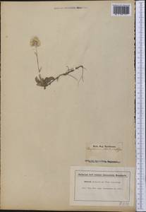 Antennaria plantaginifolia (L.) Hook., Америка (AMER) (США)