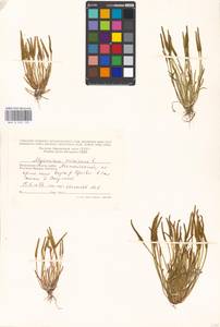 Мышехвостник маленький L., Восточная Европа, Московская область и Москва (E4a) (Россия)