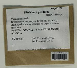 Ditrichum pusillum (Hedw.) Hampe, Гербарий мохообразных, Мхи - Чукотка и Камчатка (B21) (Россия)