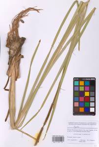 Рогоз, Восточная Европа, Московская область и Москва (E4a) (Россия)