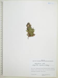 Плаунок наскальный (L.) Spring, Сибирь, Дальний Восток (S6) (Россия)