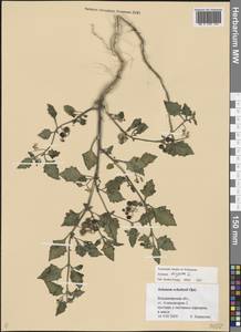 Паслен черный L., Восточная Европа, Центральный район (E4) (Россия)