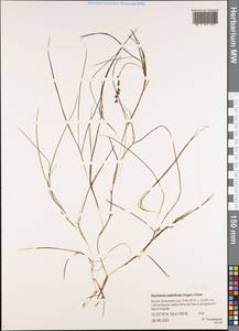 Штукения влагалищная, Рдест влагалищный (Magnin) Holub, Сибирь, Якутия (S5) (Россия)