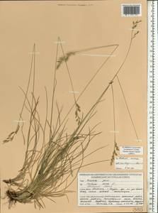 Овсяница овечья L., Восточная Европа, Белоруссия (E3a) (Белоруссия)
