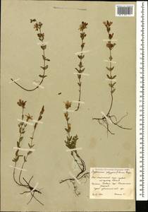 Зверобой льнянковидный Bosse, Кавказ, Южная Осетия (K4b) (Южная Осетия)