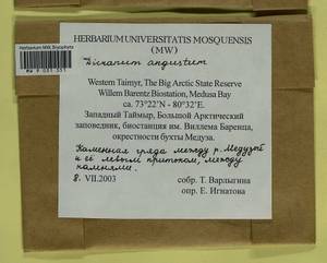 Dicranum angustum Lindb., Гербарий мохообразных, Мхи - Красноярский край, Тыва и Хакасия (B17) (Россия)