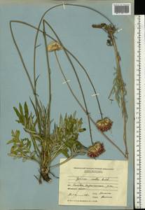 Наголоватка мягкая (L.) Rchb., Восточная Европа, Молдавия (E13a) (Молдавия)