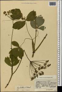 Лазурник трехлопастный (L.) Borkh., Кавказ, Азербайджан (K6) (Азербайджан)