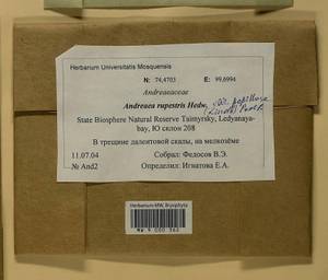 Andreaea rupestris var. papillosa (Lindb.) Podp., Гербарий мохообразных, Мхи - Красноярский край, Тыва и Хакасия (B17) (Россия)
