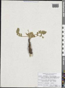 Астрагал пушистоцветковый (DC.) Soó, Восточная Европа, Центральный лесостепной район (E6) (Россия)