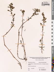 Подмаренник русский Willd., Сибирь, Чукотка и Камчатка (S7) (Россия)