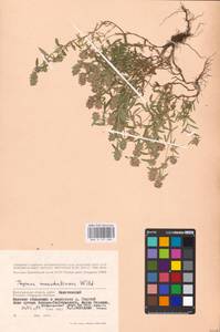 MHA 0 157 080, Thymus pannonicus All., Восточная Европа, Нижневолжский район (E9) (Россия)