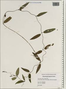 Thunbergia fragrans Roxb., Зарубежная Азия (ASIA) (Вьетнам)