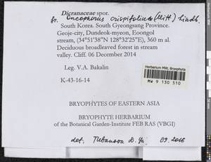 Symblepharis crispifolia (Mitt.) Fedosov, M. Stech & Ignatov, Гербарий мохообразных, Мхи - Азия (вне границ бывшего СССР) (BAs) (Республика Корея)