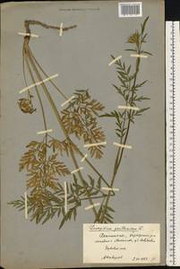 Silphiodaucus prutenicus (L.) Spalik, Wojew., Banasiak, Piwczyñski & Reduron, Восточная Европа, Центральный район (E4) (Россия)