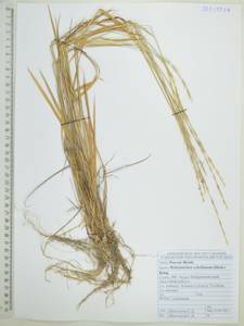 Helictochloa hookeri (Scribn.) Romero Zarco, Сибирь, Дальний Восток (S6) (Россия)