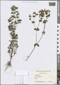 Молочай прямой, Молочай торчащий L., Кавказ, Азербайджан (K6) (Азербайджан)