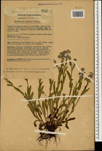 Незабудка альпийская F. W. Schmidt, Кавказ, Грузия (K4) (Грузия)
