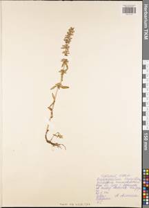 Змееголовник тимьяноцветковый L., Восточная Европа, Центральный район (E4) (Россия)