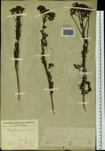 Tanacetum vulgare subsp. vulgare, Сибирь, Прибайкалье и Забайкалье (S4) (Россия)