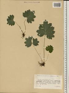 Primula matthioli subsp. altaica (Losinsk.) Kovt., Восточная Европа, Восточный район (E10) (Россия)