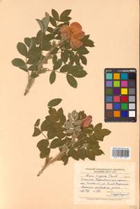 Шиповник морщинистый Thunb., Сибирь, Дальний Восток (S6) (Россия)