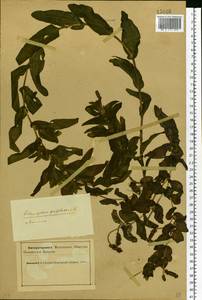 Рдест пронзеннолистный, Рдест стеблеобъемлющий L., Восточная Европа, Северный район (E1) (Россия)