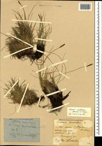 Carex capillifolia (Decne.) S.R.Zhang, Кавказ, Краснодарский край и Адыгея (K1a) (Россия)