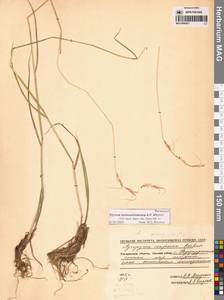 Пырейник смешиваемый (Roshev.) Tzvelev, Сибирь, Чукотка и Камчатка (S7) (Россия)