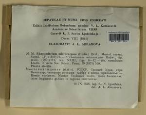 Bucklandiella microcarpos (Hedw.) Bedn.-Ochyra & Ochyra, Гербарий мохообразных, Мхи - Пермский край, Удмуртия, Свердловская и Кировская области (B8) (Россия)