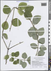 Жимолость душистая, Каприфоль L., Восточная Европа, Центральный район (E4) (Россия)