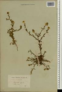 Cladanthus mixtus (L.) Chevall., Зарубежная Азия (ASIA) (Сирия)