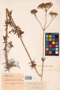 Valeriana pratensis subsp. angustifolia (Soó) Kirschner, Buttler & Hand, Восточная Европа, Западно-Украинский район (E13) (Украина)