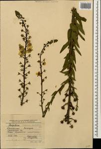 Verbascum salgirensis Soldano, Кавказ, Краснодарский край и Адыгея (K1a) (Россия)