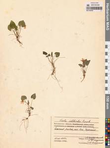 Фиалка Селькирка Pursh ex Goldie, Сибирь, Чукотка и Камчатка (S7) (Россия)