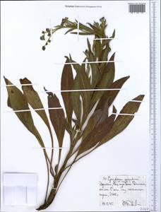 Paracynoglossum geometricum (Baker & C. H. Wright) R. R. Mill, Африка (AFR) (Эфиопия)