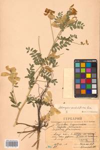 Астрагал повислоцветковый Lam., Сибирь, Дальний Восток (S6) (Россия)