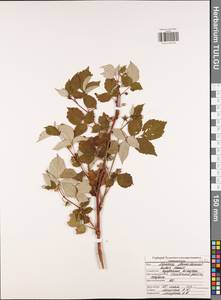 Малина обыкновенная L., Восточная Европа, Центральный район (E4) (Россия)