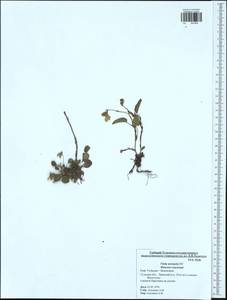 Viola rupestris subsp. rupestris, Восточная Европа, Центральный район (E4) (Россия)