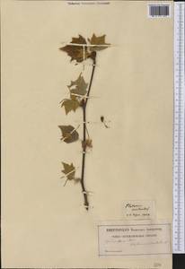 Platanus occidentalis L., Америка (AMER) (Неизвестно)