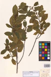Frangula alnus subsp. alnus, Кавказ, Грузия (K4) (Грузия)