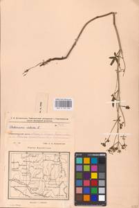 Пастернак посевной L., Восточная Европа, Восточный район (E10) (Россия)