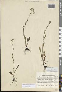 Myosotis alpestris subsp. suaveolens (Waldst. & Kit. ex Willd.) Strid, Восточная Европа, Центральный лесостепной район (E6) (Россия)