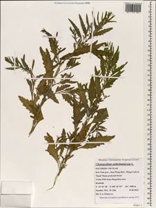 Dysphania anthelmintica (L.) Mosyakin & Clemants, Зарубежная Азия (ASIA) (Вьетнам)