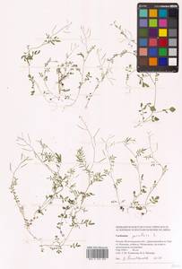 Сердечник мелкоцветковый L., Восточная Европа, Нижневолжский район (E9) (Россия)