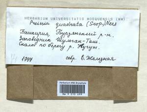 Marchantia quadrata Scop., Гербарий мохообразных, Мхи - Башкортостан, Челябинская и Оренбургская области (B14) (Россия)