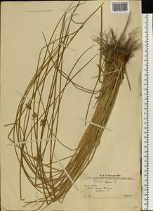 Ситник развесистый L., Восточная Европа, Западно-Украинский район (E13) (Украина)