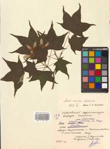 Клен моно, Клен мелколистный (Maxim.) H.Ohashi, Сибирь, Дальний Восток (S6) (Россия)