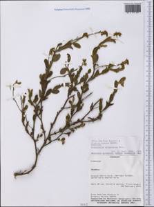 Crotalaria stipularia Desv., Америка (AMER) (Парагвай)